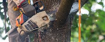 Best Root Management and Removal  in Highland Village, TX