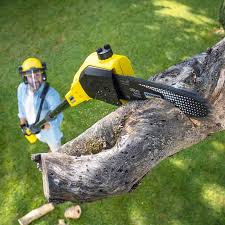 Highland Village, TX Tree Services Company
