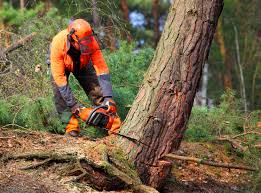 Best Lot and Land Clearing  in Highland Village, TX