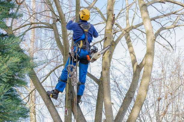 Best Tree Removal  in Highland Village, TX