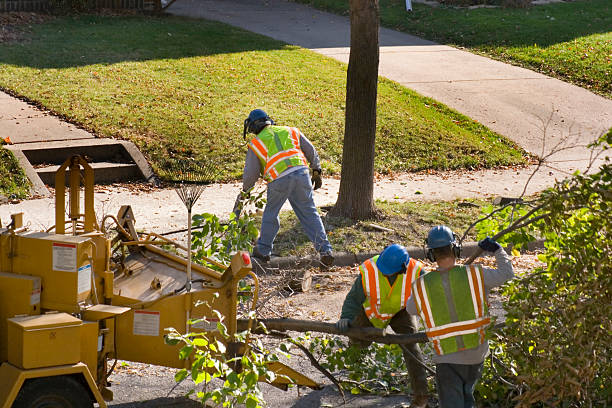 Best Lawn Renovation and Restoration  in Highland Village, TX