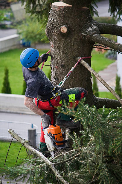 Best Hazardous Tree Removal  in Highland Village, TX
