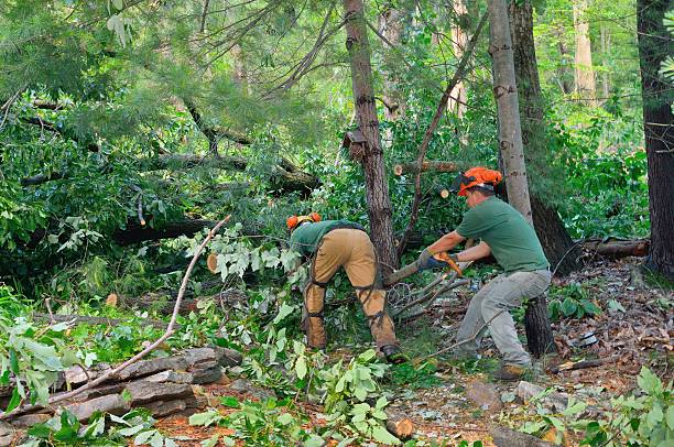 Best Tree Removal  in Highland Village, TX