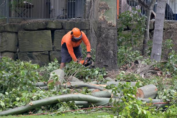 Best Tree and Shrub Care  in Highland Village, TX