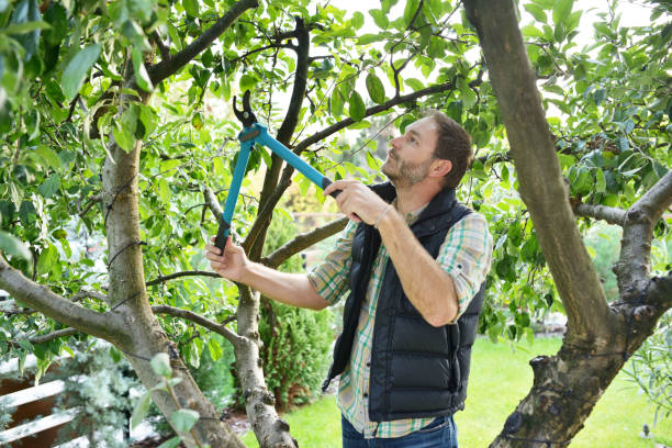 Best Pest Control for Lawns  in Highland Village, TX